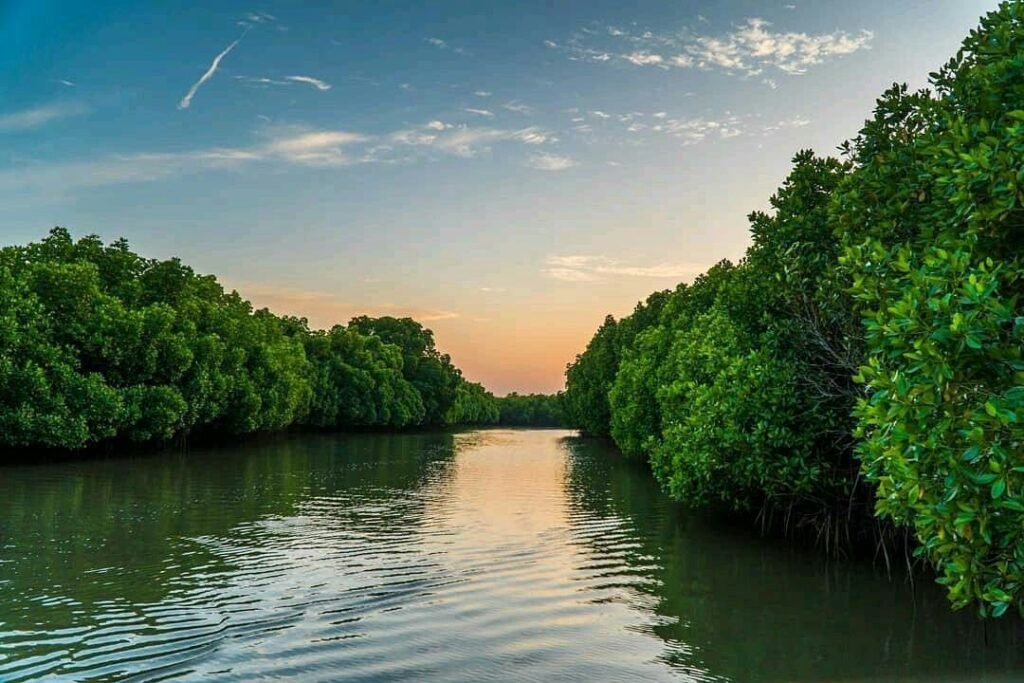 pondicherry mangrove forest